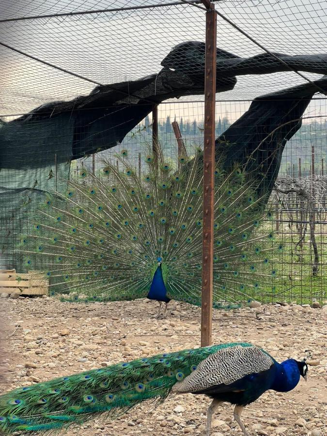 Agriturismo San Francesco Valeggio sul Mincio Εξωτερικό φωτογραφία