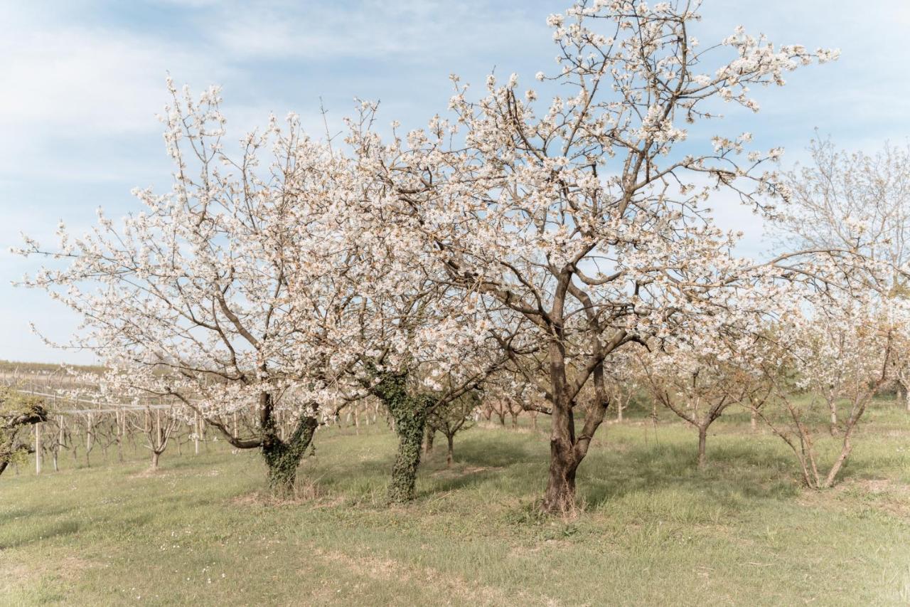 Agriturismo San Francesco Valeggio sul Mincio Εξωτερικό φωτογραφία