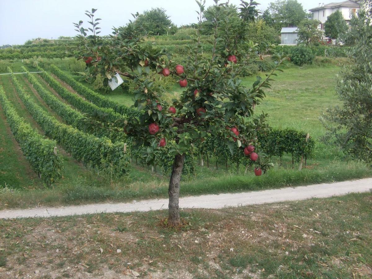 Agriturismo San Francesco Valeggio sul Mincio Εξωτερικό φωτογραφία