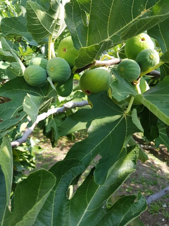 Agriturismo San Francesco Valeggio sul Mincio Εξωτερικό φωτογραφία